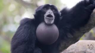 yelling gibbon monkey for 10 hours [upl. by Rasia86]