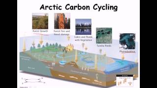 24 Carbon cycle nitrogen cycle [upl. by Ayotal884]