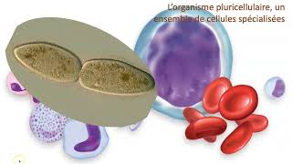 Organisme unicellulaire vs organisme pluricellulaire [upl. by Ernie]