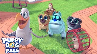 Mighty Pups Meet Real Dog Heroes 🐶 w Chase Marshall amp More  PAW Patrol  Nick Jr [upl. by Melise]