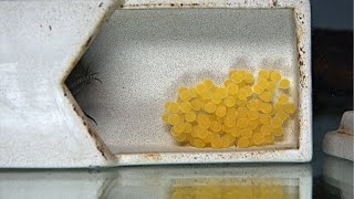 How to Breed Plecos 101 The Secret Sauce 4K [upl. by Giamo34]