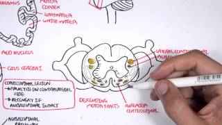 Neurology  Motor Pathways [upl. by Sandie657]