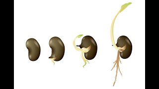 Germination  GCSE Biology [upl. by Ashman]