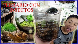 COMO HACER UN TERRARIO CON INSECTOS [upl. by Ogata311]