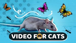 CAT GAMES  Mice Birds Ants Butterflies Squirrels  CAT amp DOG TV [upl. by Lamoureux458]