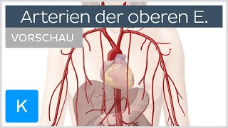 Obere Extremität Arterien und Blutversorgung Vorschau  Kenhub [upl. by Onilegna]