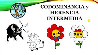 CODOMINANCIA y HERENCIA INTERMEDIA [upl. by Nnylharas]