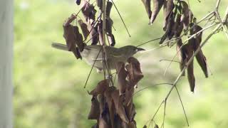 Whitegaped Honeyeater [upl. by Hughmanick]