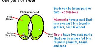 Lesson  Seed Germination [upl. by Gallard558]