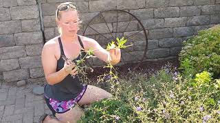 Pruning Perennials Geranium [upl. by Decato]