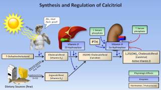 Calcium and Phosphate Metabolism [upl. by Kahaleel843]