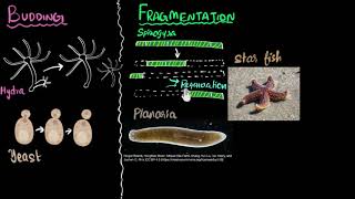 Budding spores fragmentation amp regeneration  How do organisms reproduce  Biology  Khan Academy [upl. by Atteyram]