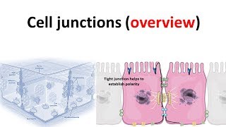 cell junction overview [upl. by Arimas]