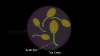 Study of Pollen Germination  MeitY OLabs [upl. by Cecile]