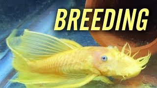 L144 Longfin Blue Eye Lemon Bristlenose Pleco Breeding [upl. by Rysler]