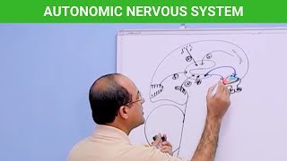 Autonomic Nervous System  Neuroanatomy 🧠 [upl. by Helbonna398]