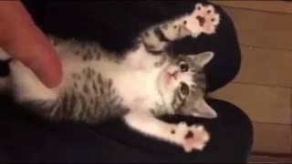 Funny Cat Videos  Surprised Baby Kittens  Cute Kittens Compilation 2016 [upl. by Aissatan476]