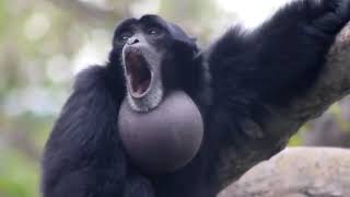 Screaming Gibbon Monkey [upl. by Enirehtak323]