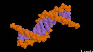 DNA structure Animation [upl. by Faythe]