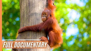 Sabah Malaysian Borneo  Full Documentary [upl. by Koziara]