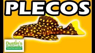 PLECOS  TOP 10 Aquarium PLECO FISH Bristlenose Zebra Plecos [upl. by Laufer]