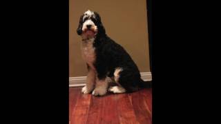 Bernedoodle growth and timelapse video [upl. by Enened590]