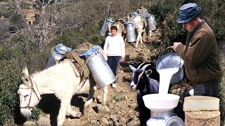 Vida diaria de 3 FAMILIAS DE CABREROS en el monte ordeño pastoreo y cuidado de las CABRAS [upl. by Jansen7]