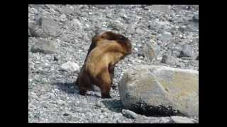 Two Grizzly Bears Fighting Over Female [upl. by Acireit866]