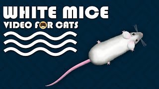 CAT GAMES  Catching White Mice Mouse Video for Cats to Watch  CAT amp DOG TV [upl. by Alroy]