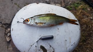 Dropshot Micro Deadbaits For Canal Perch Big Fish Landed [upl. by Anahtor]