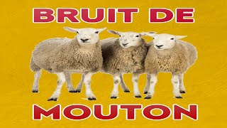 bruit de MOUTON 🐏 bêlement [upl. by Haze543]