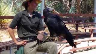 Wedge Tailed Eagle [upl. by Eidnam262]