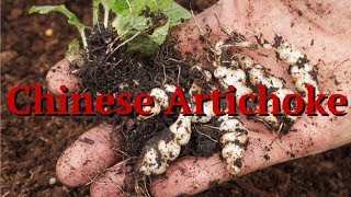 Chinese Artichoke Stachys affinis [upl. by Oringas]