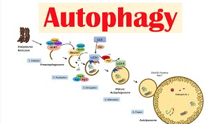 Autophagy  Macroautophagy amp Importance in Health [upl. by Enida]