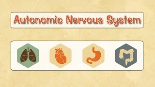 Easy Physiology  ANS  1Introduction amp Autonomic Ganglia [upl. by Htenay845]