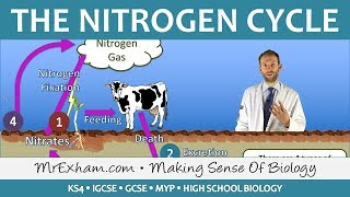 Cycles Within Ecosystems  Nitrogen Cycle  GCSE Biology 91 [upl. by Lishe]