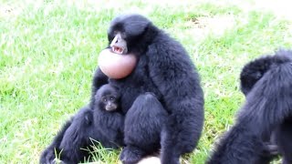 The most beautiful and funny siamang gibbon sounds [upl. by Rye562]