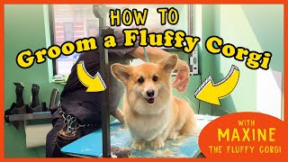 How to Groom the FLUFFIEST CORGI on Instagram [upl. by Georg]