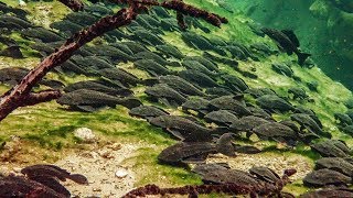 Pleco Invasion  Trouble in Blue Spring State Park [upl. by Oetsira]