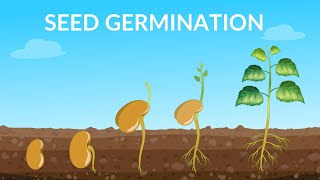 Seed Germination  How Does A Seed Become A Plant [upl. by Chill582]