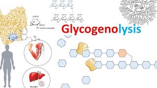 Glycogenolysis and its regulation [upl. by Duma]