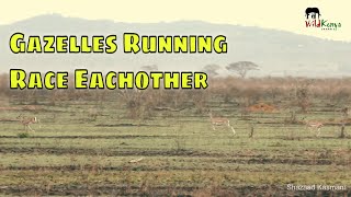 Gazelles Running Race Each Other [upl. by Aknahs963]