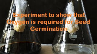 Oxygen is required for germination experiment [upl. by Ttelrats748]