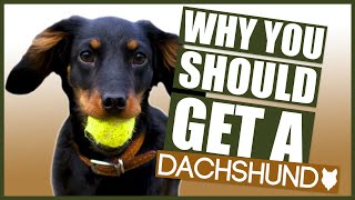 DACHSHUND 5 Reasons Why YOU SHOULD GET a Dachshund Puppy [upl. by Ednihek]