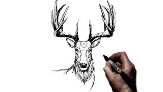 How To Draw a Deer Stag  Step by Step [upl. by Droc]