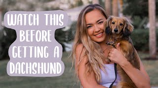 Owning a Dachshund THE PROS AND CONS [upl. by Naleek]