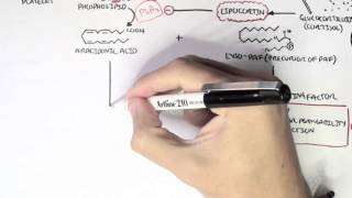 Part I  Aracidonic Acid Metabolites [upl. by Nylissej]