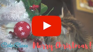 Kerstvideo Cats Class [upl. by Atteynod]