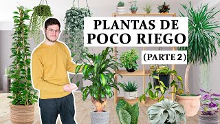 8 plantas de interior de poca agua Parte 2 [upl. by Mir]