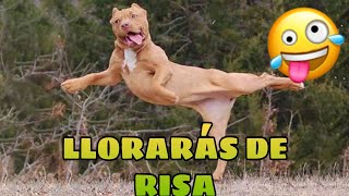 🚨 Este Video te Hará REÍR 998 GARANTIZADO 🙀🐶 Mejores Animales Graciosos del Momento [upl. by Lletnohs778]